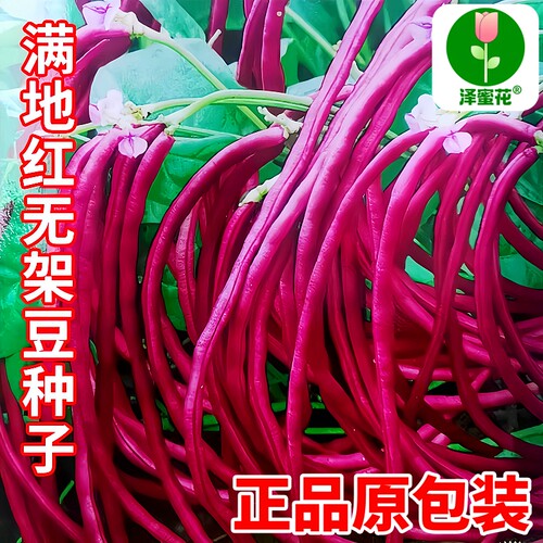 正宗满地红无架豆种子正品原包装