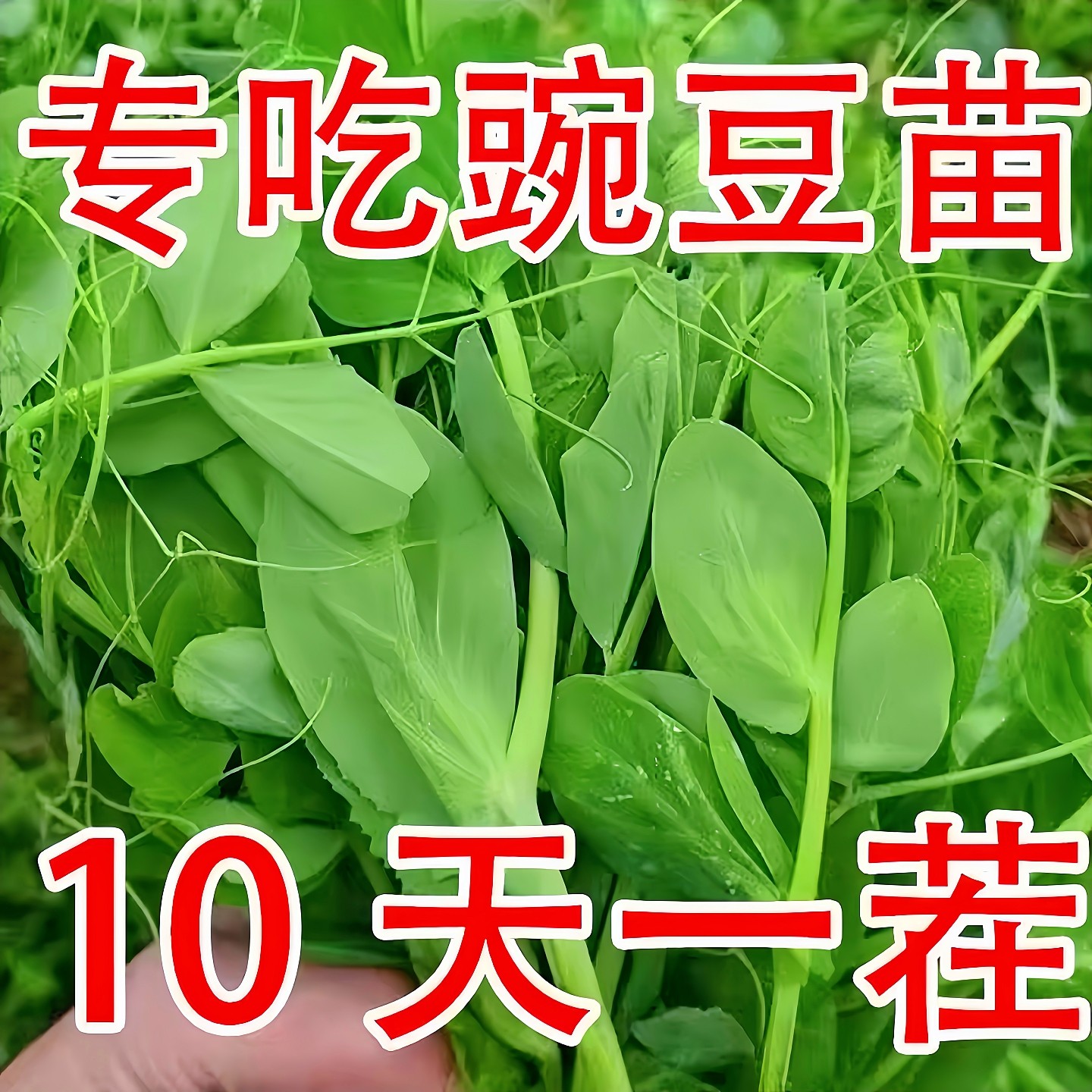 豌豆苗种子专吃豌豆尖种籽甜豌豆水培芽苗菜农家秋季蔬菜种孑大全,鲜花速递/花卉仿真/绿植园艺,家庭园艺种子,淘宝优惠券,粉丝福利购,淘宝优惠卷