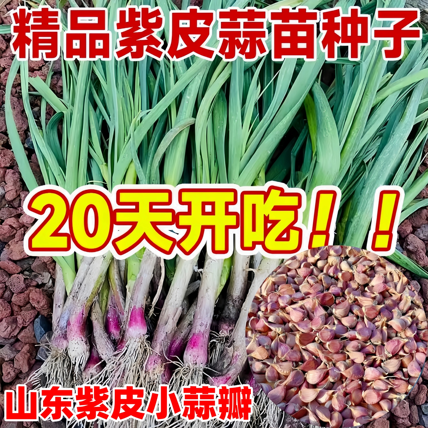 山东红根紫皮蒜苗蒜瓣种专吃蒜苗