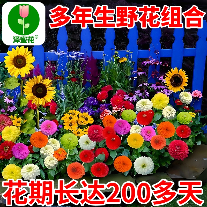 四季野花组合花种子四季开花不断
