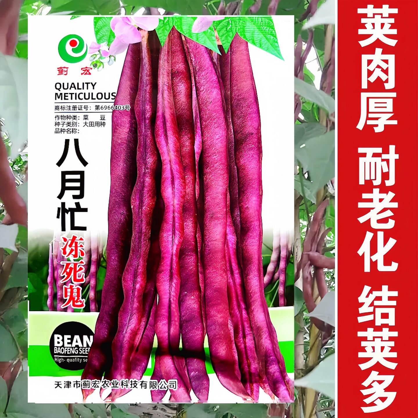 八月忙冻死鬼紫芸豆角种子高产抗病耐老化架豆种籽四季豆蔬菜种孑
