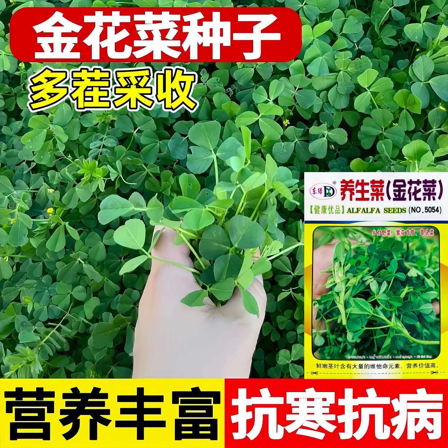 金花菜种子养生菜乡村野菜苜蓿菜草头菜籽营养价值高大田蔬菜种籽