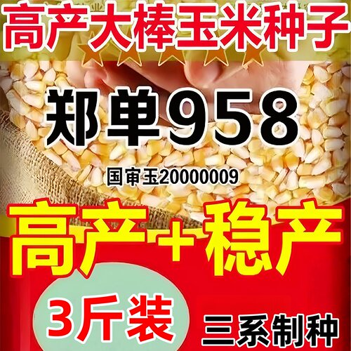 【3斤装】高产大棒玉米种郑单958