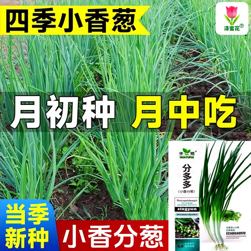 四季小香葱种子当季新种子高芽率