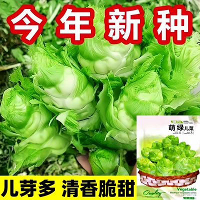 四川儿菜种子儿芽超多肉质香脆嫩