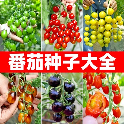 水果樱桃小番茄种子大全矮生盆栽草莓苗圣女果千禧西红柿蔬菜种籽