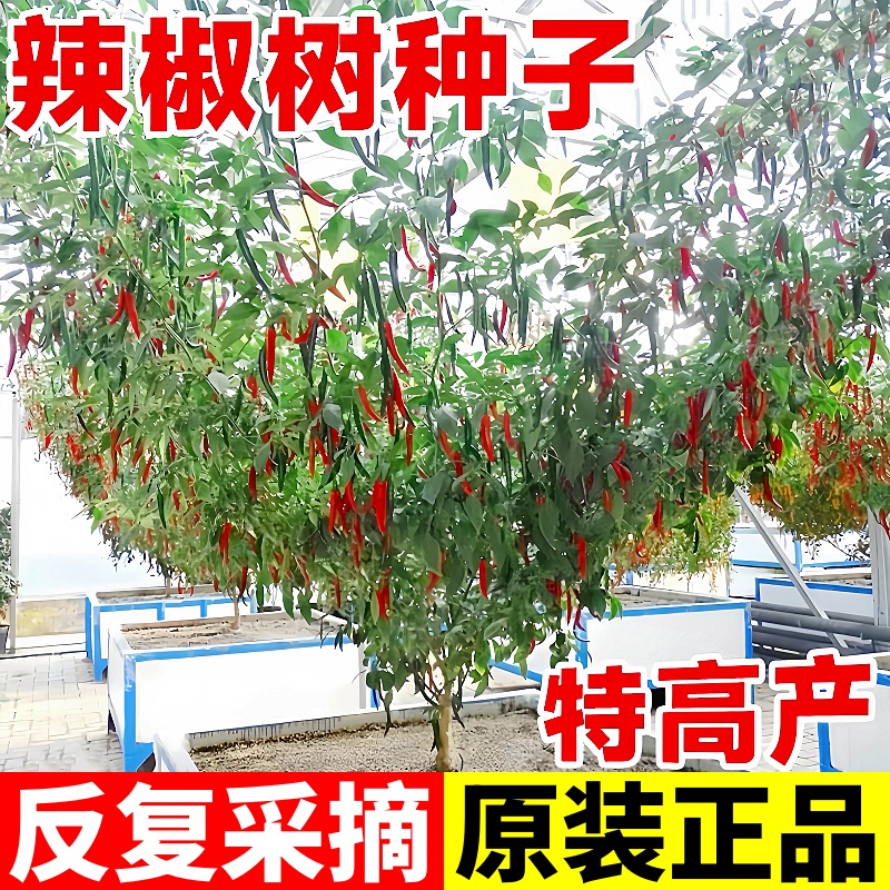 巨型辣椒树种子四季多年生产量高