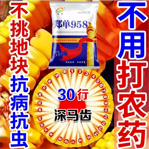 正品3斤装郑单958玉米种子超高产