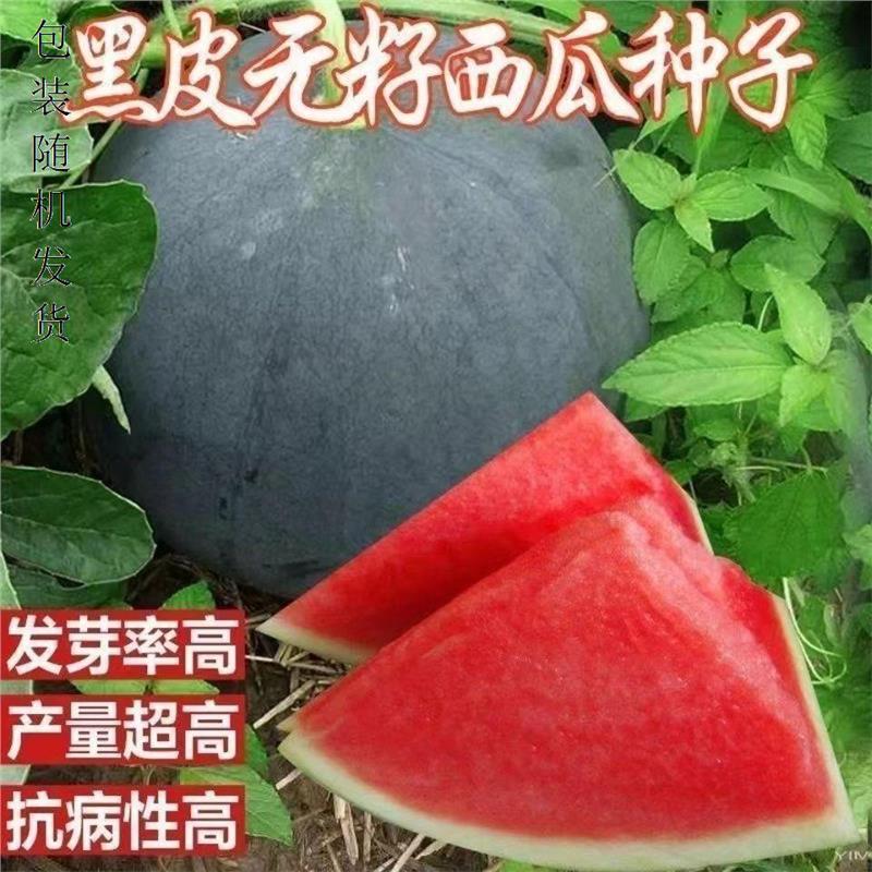 无籽黑皮红瓤西瓜种子正品原包装