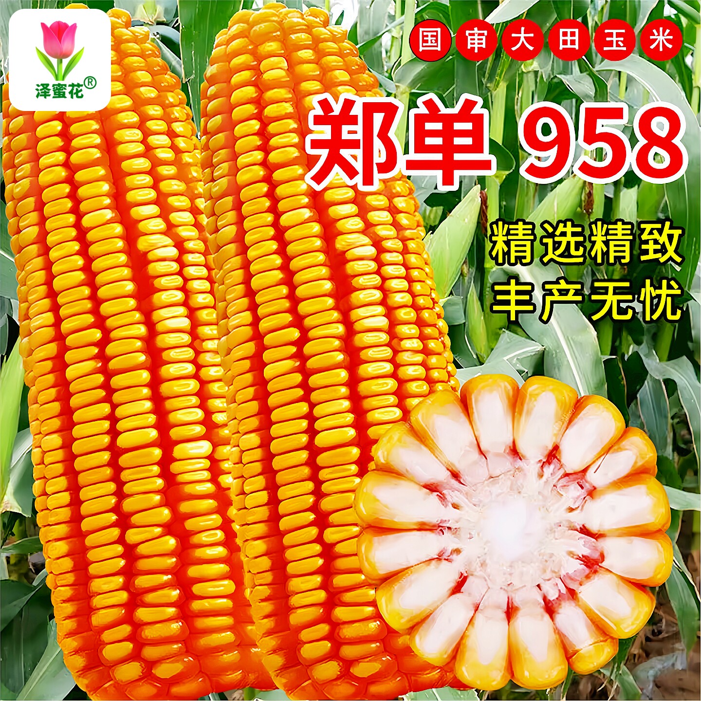 郑单958玉米种子早熟高产抗倒伏大棒粮饲两用国审玉米种籽老品种