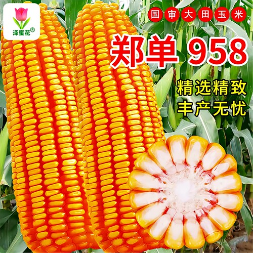 郑单958玉米种子3斤装高产大棒型