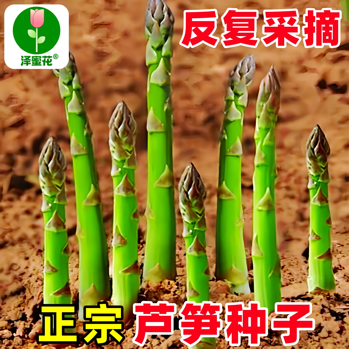 正宗原装芦笋种子反复采摘包发芽