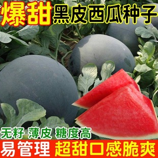 黑皮无籽西瓜种子四季种高产特大甜王西瓜种子盆栽阳台水果种子籽