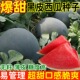 黑皮无籽西瓜种子四季 种高产特大甜王西瓜种子盆栽阳台水果种子籽