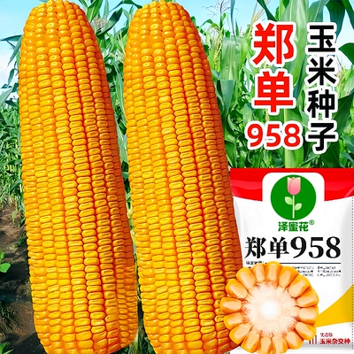 正品郑单958老品种玉米种子原装