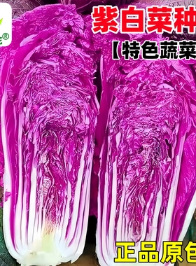 营养紫白菜种子里外紫色大白菜籽四季播种庭院田地农科院蔬菜种孑