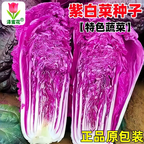 正宗原包装紫白菜种子特色蔬菜