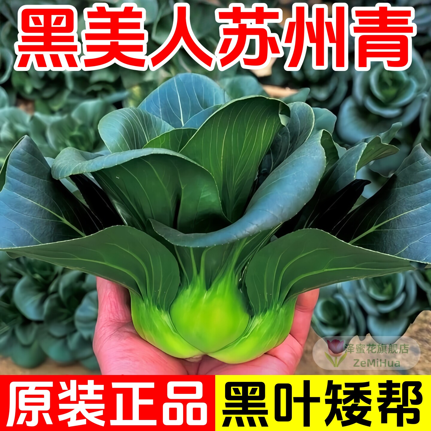 黑美人苏州青菜种子黑叶矮帮小青菜籽种秋冬季耐寒可越冬蔬菜种籽