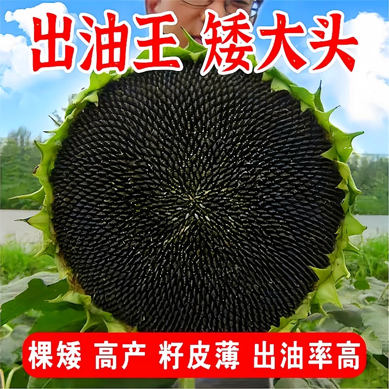 美国至尊油王油葵种子棵矮抗倒高产出油多榨油观赏食用向日葵种籽,鲜花速递/花卉仿真/绿植园艺,家庭园艺种子,淘宝优惠券,粉丝福利购,淘宝优惠卷
