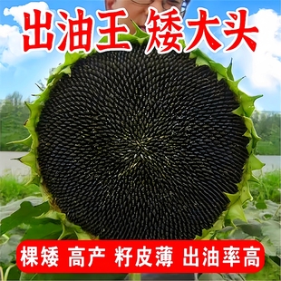 美国至尊油王油葵种子棵矮抗倒高产出油多榨油观赏食用向日葵种籽