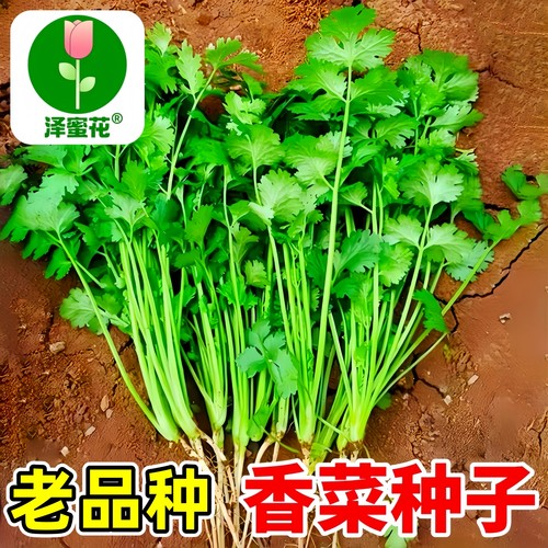 春秋香菜种子大全农家老品种