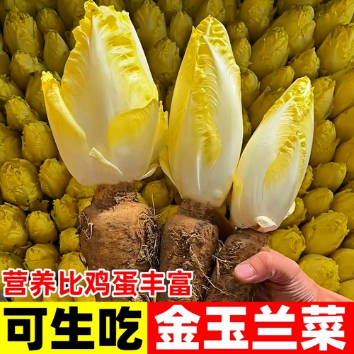 软化菊苣黄金玉兰菜比鸡蛋有营养