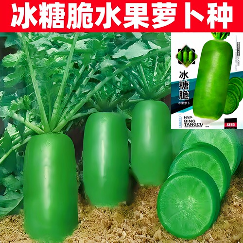 冰糖甜脆水果萝卜种子正品原包装