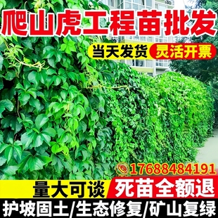 爬山虎种子爬墙植物种籽四季常青高架复绿耐寒多年生爬藤苗木草籽