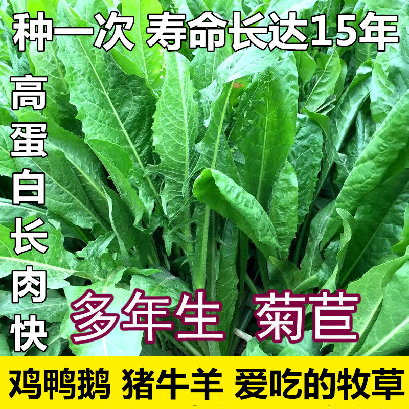 大叶高产菊苣多年生牧草种子批发