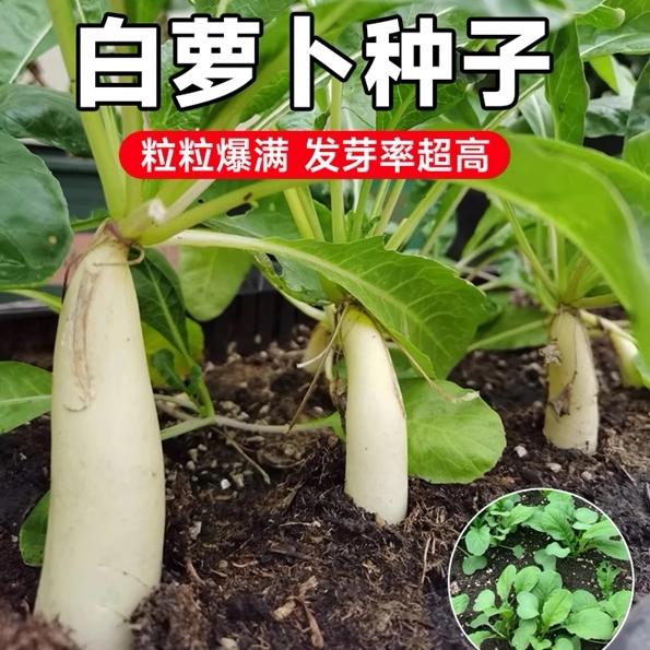 白萝卜种子大全四季萝卜种籽九斤王白玉春籽种蔬菜萝卜种夏季抗热