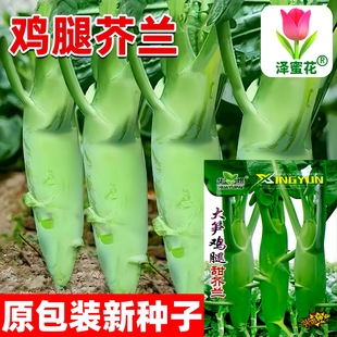 鸡腿芥兰种子芥兰菜种籽潮汕红芥蓝菜籽甜芯绿芥蓝种孑四季蔬菜籽