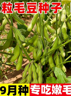 毛豆种子早熟易成活鲜食青豆黄豆毛豆种孑四季易种植高产蔬菜种籽