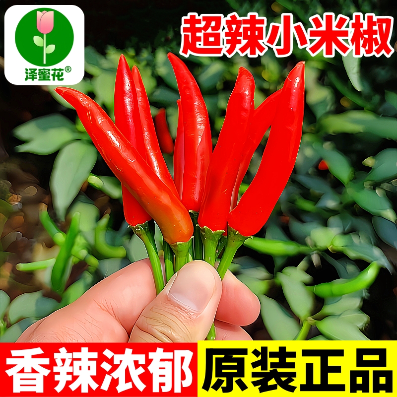 特辣小米椒种子香辣浓郁原装正品