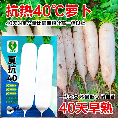夏抗40白萝卜种子耐热正品原包装