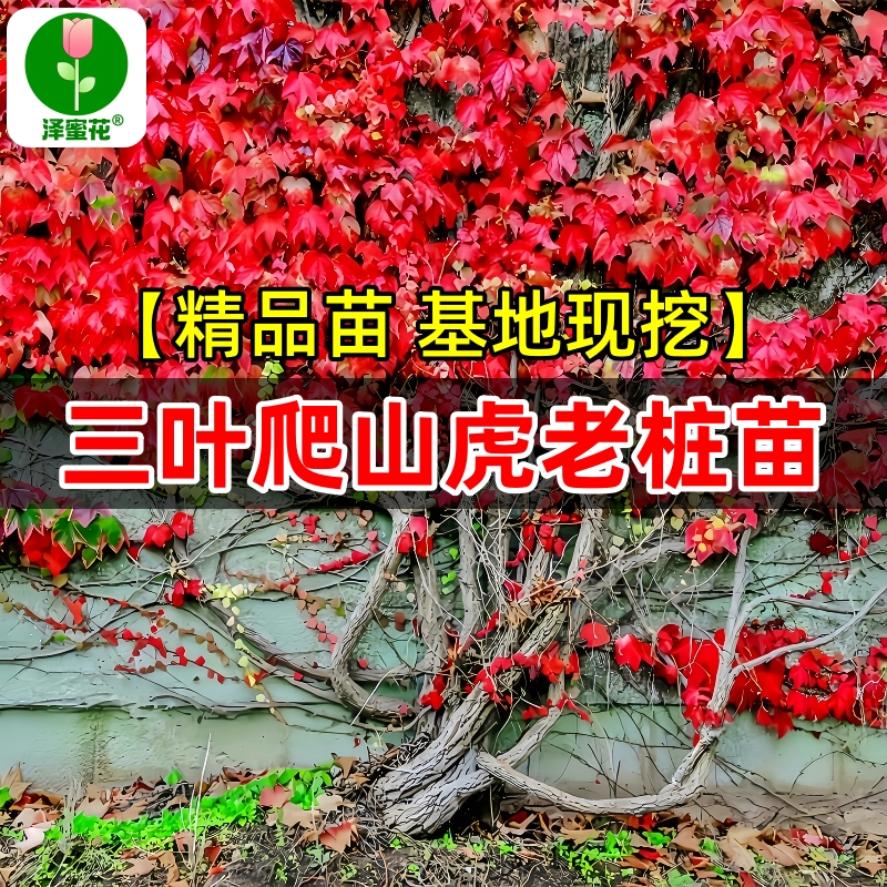正宗三叶爬山虎老桩大苗基地现挖