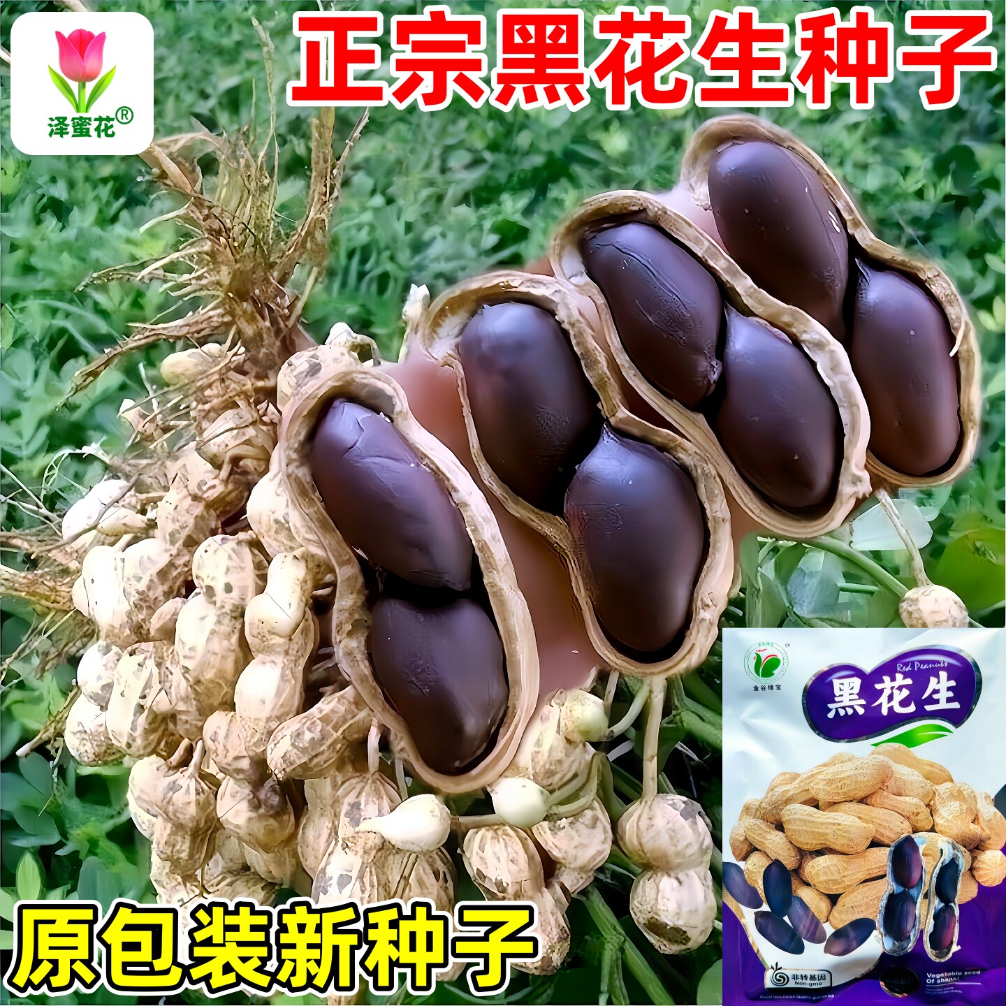 正品保障绿宝黑花生种子原包装图片