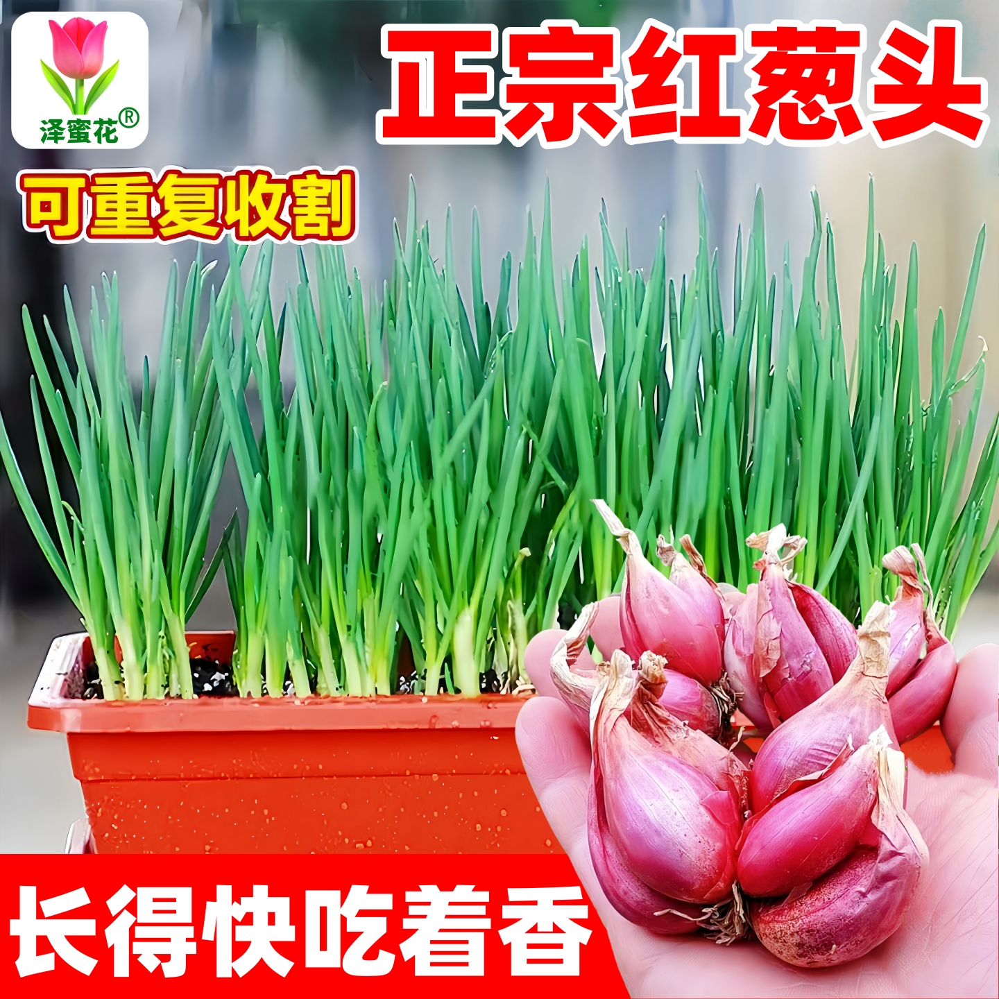 正宗红葱头种火葱小香葱反复收割