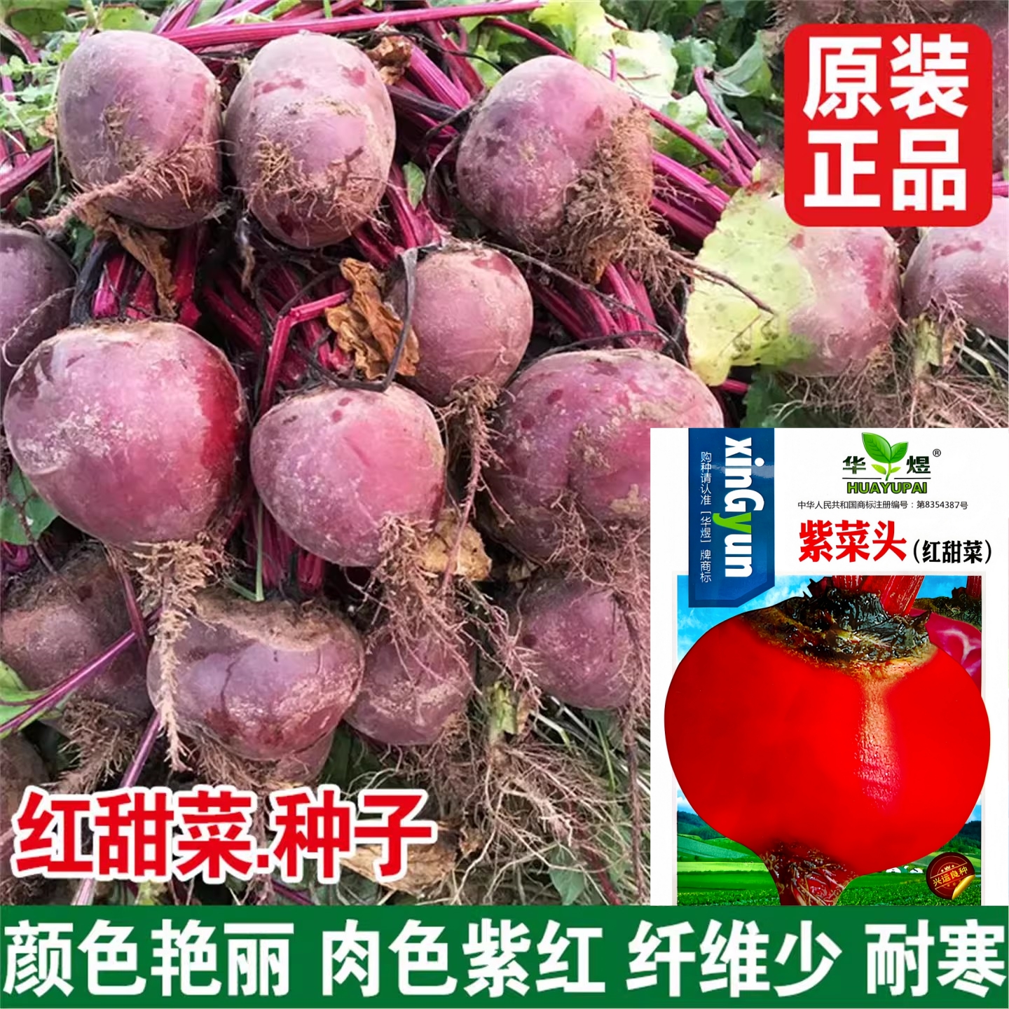 正品原包装甜菜根种子紫菜头种籽