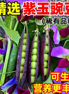 紫玉豌豆种子稀有紫色豌豆生吃甜脆豌豆种籽早熟高产四季蔬菜种孑