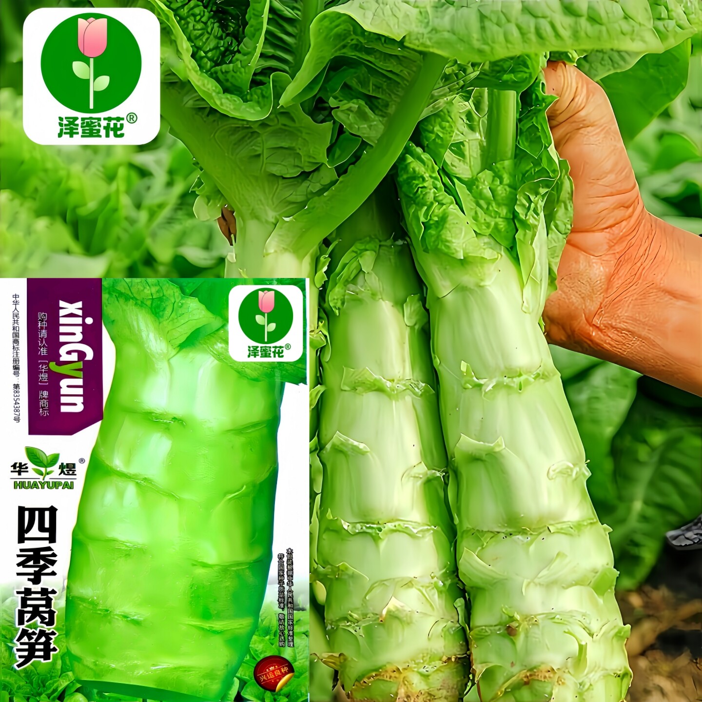 正宗莴笋种子青皮绿叶莴苣种籽尖叶香窝笋籽种秋冬季耐寒蔬菜种孑