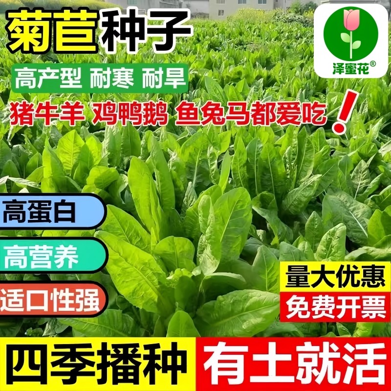 喂猪牛羊鸡鸭鹅兔草种菊苣菜种子多年生高产一年四季牧草养殖种籽,鲜花速递/花卉仿真/绿植园艺,家庭园艺种子,淘宝优惠券,粉丝福利购,淘宝优惠卷