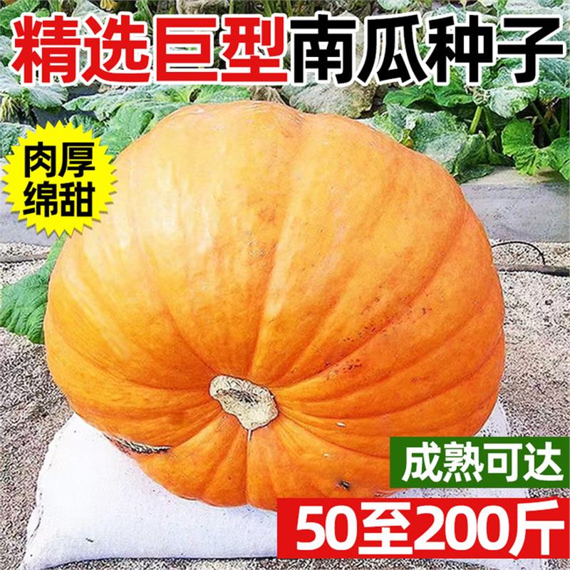 正宗巨型南瓜种子正品原包装