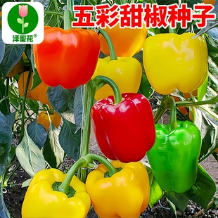 五彩甜椒辣椒种子大全生吃微甜不辣水果辣椒种籽阳台盆栽蔬菜种孑