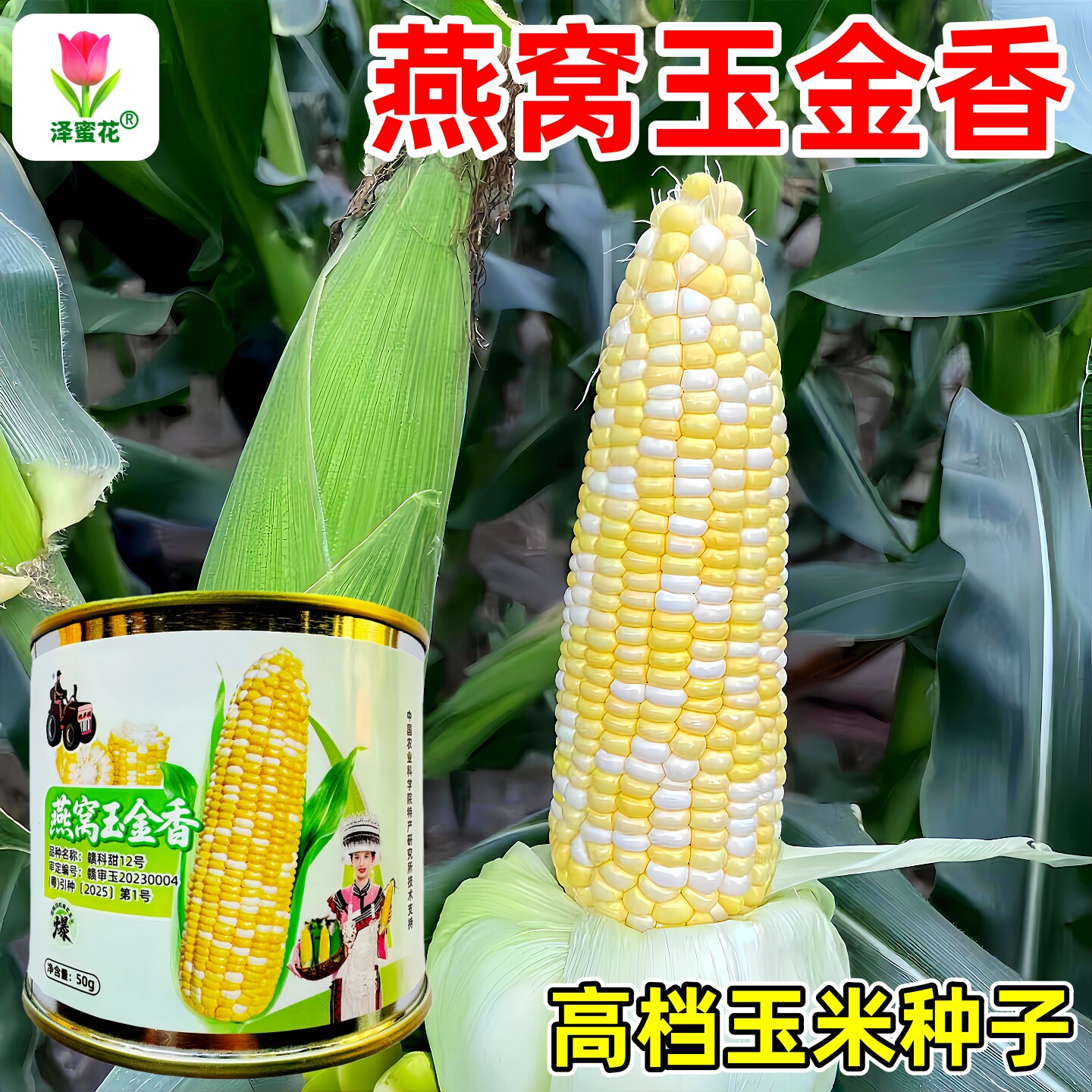 燕窝玉金香甜糯水果玉米种子罐装高产抗病耐热新品种大田玉米种籽