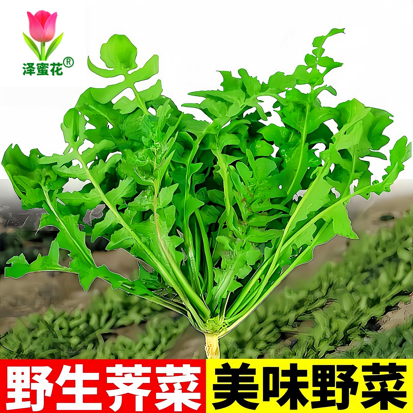 正宗野生花叶荠菜种子春天的味道图片