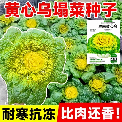 正宗黄心乌塌菜种子包发芽包对版