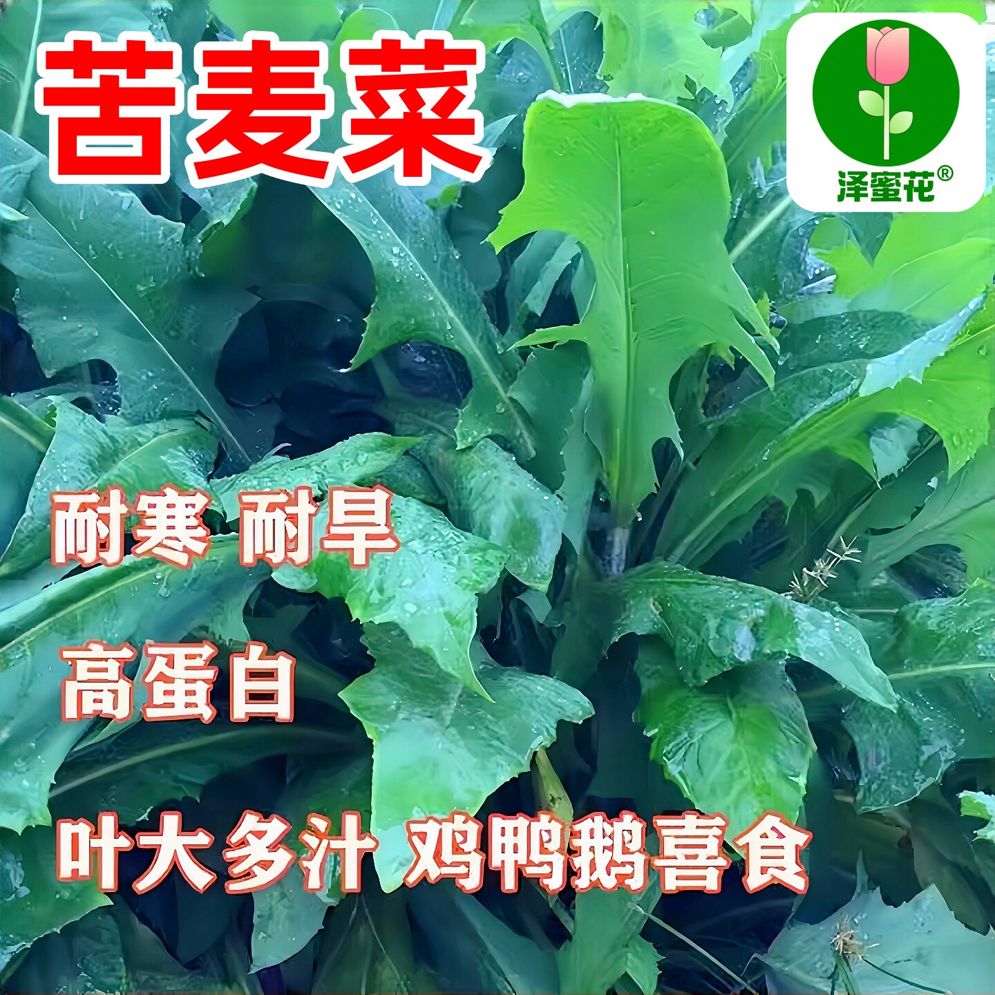 苦麦菜种籽四季养殖多年生牧草苦荬菜种子鱼苦麻菜鸡鸭草猪兔鹅菜
