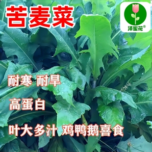 苦麦菜种籽四季养殖多年生牧草苦荬菜种子鱼苦麻菜鸡鸭草猪兔鹅菜
