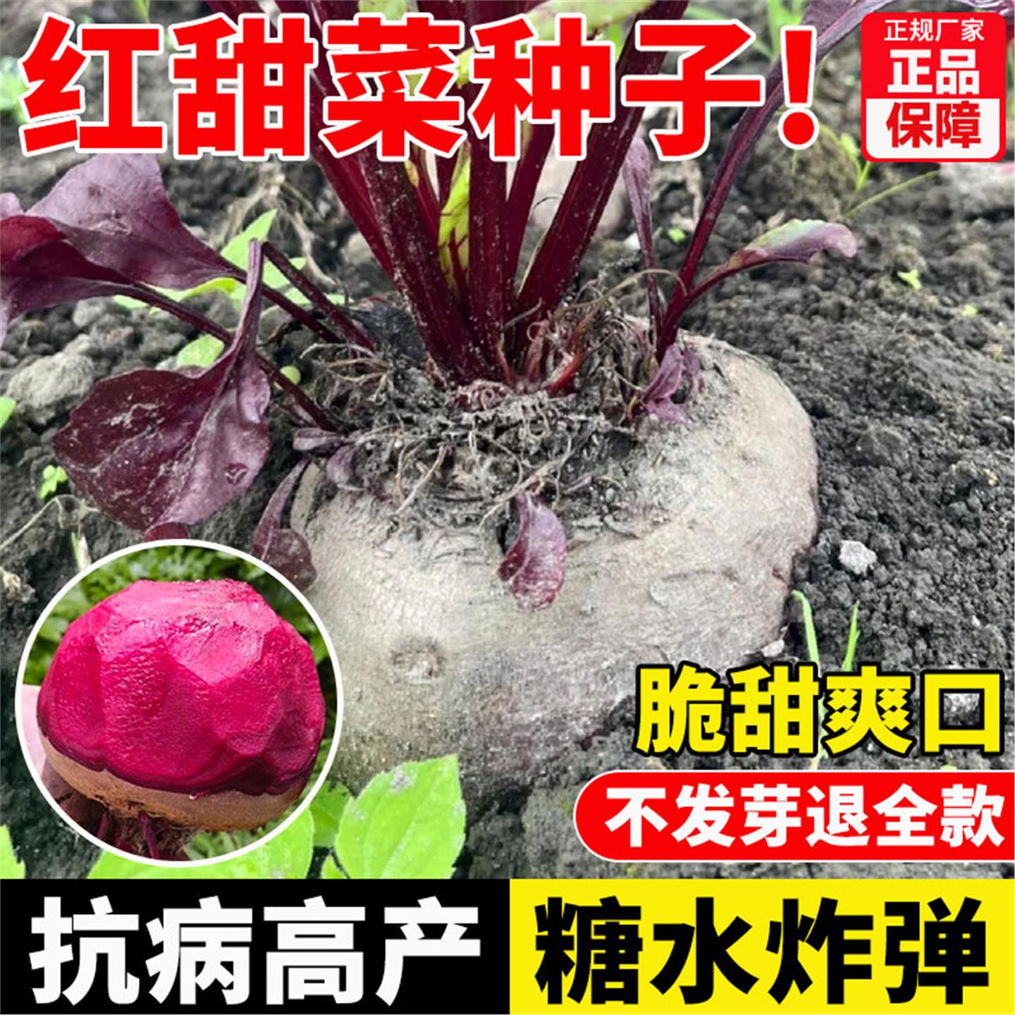 正品原包装红甜菜根种子紫菜头种