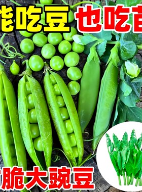 高产甜脆大豌豆种子可吃豆可吃苗